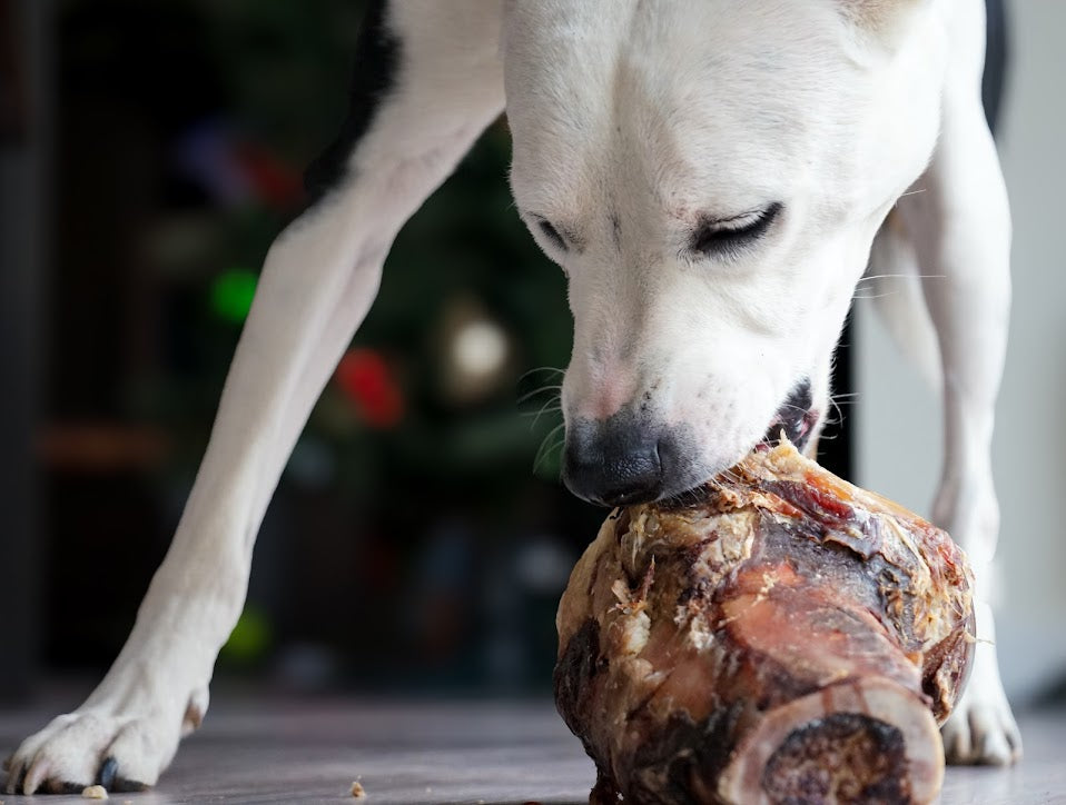 Bison Knuckle Bone
