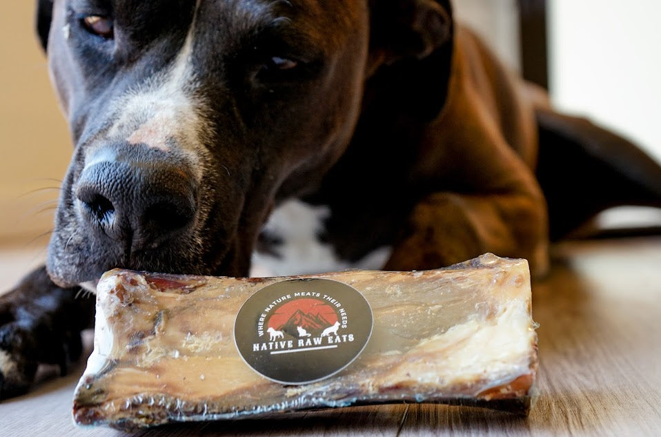 Bison Arm Bone