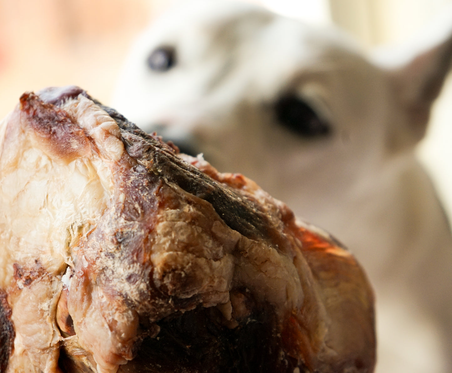 Bison Knuckle Bone
