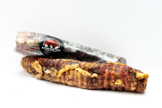 Bison Trachea