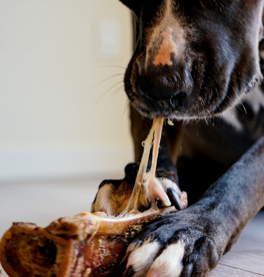 Bison Femur Beef Bone