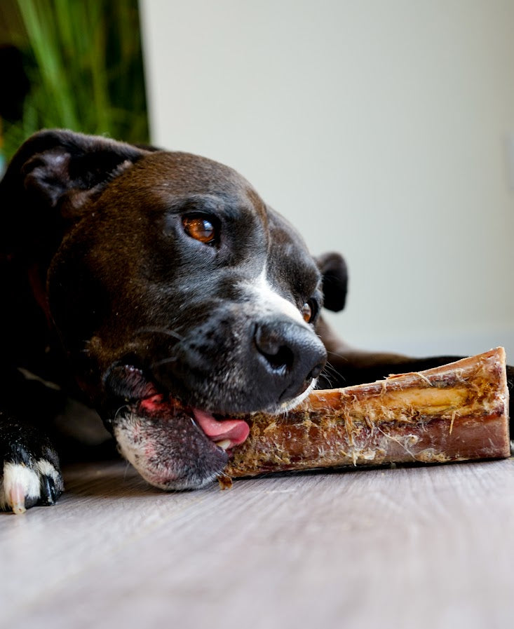 Bison Femur Beef Bone